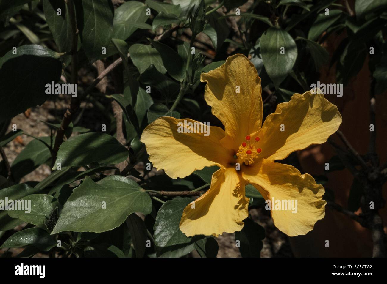 Gelbe Hibiskusblüte in einem botanischen Garten Stockfoto