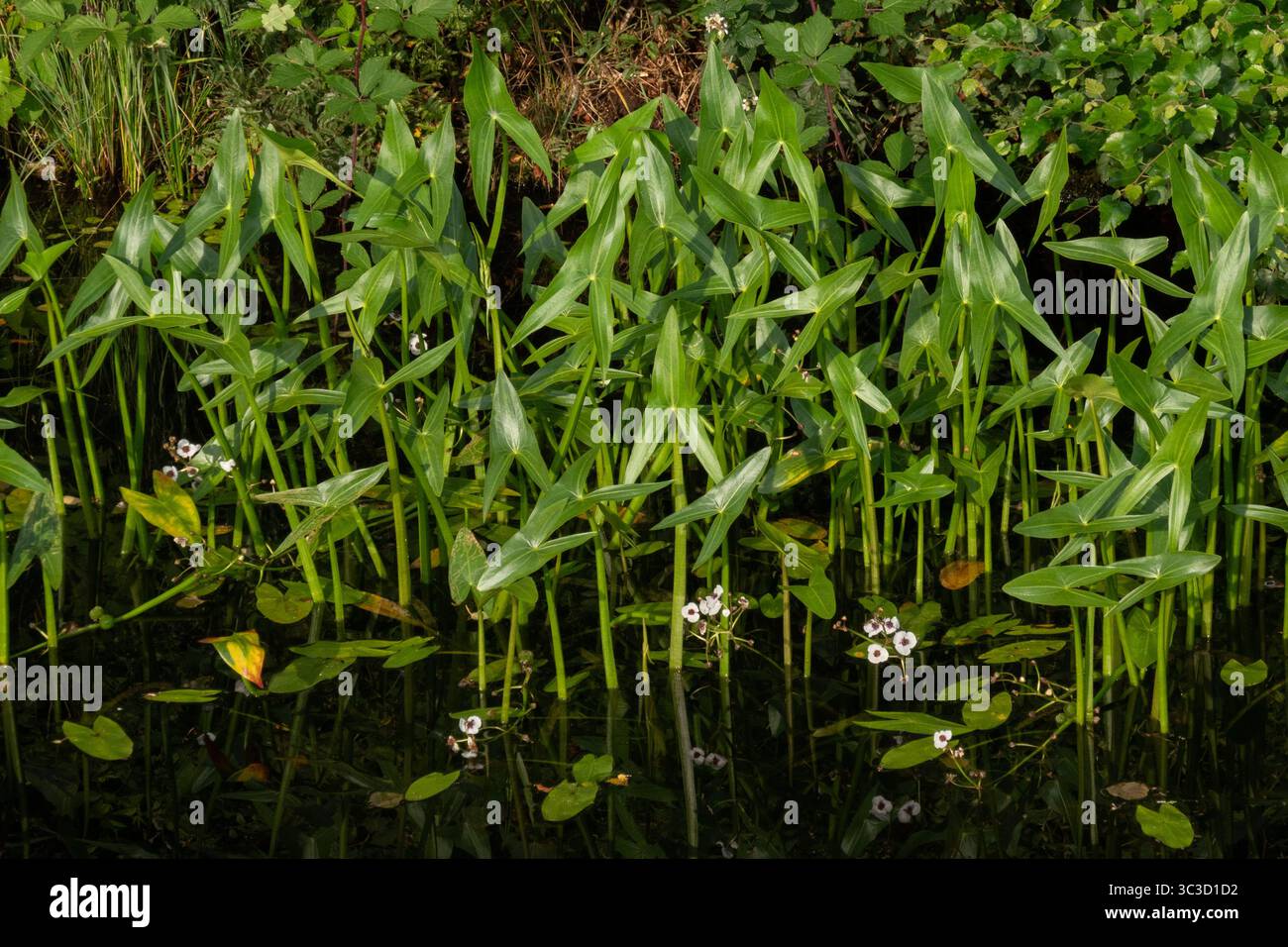 Pfeilspitze, pfeilförmige Blätter und weiße Blüten, die im Wasser am Ufer eines Grabens wachsen Stockfoto