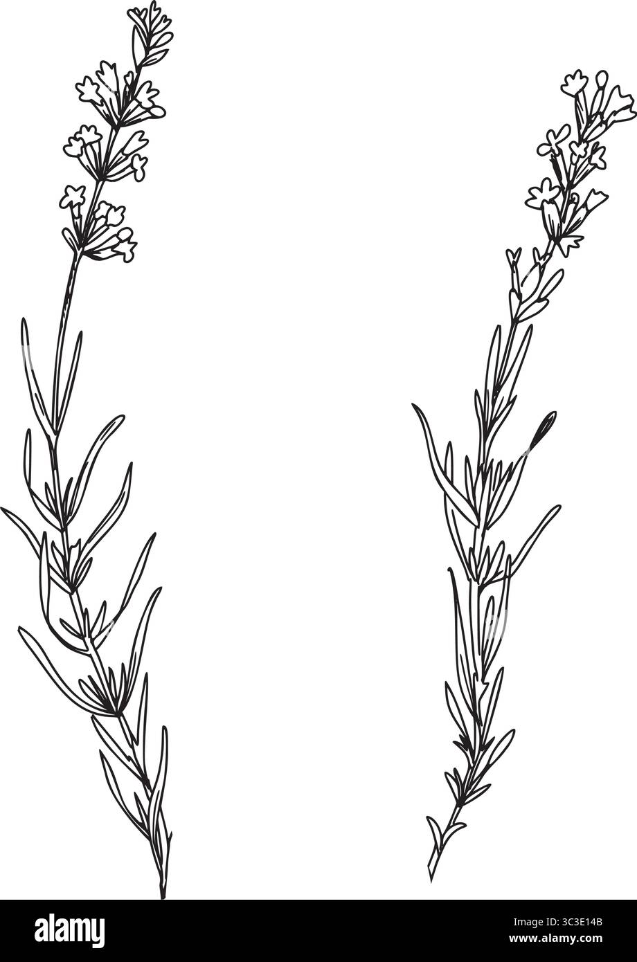 Lavendelblumen Strichkunst. Handgezeichnete Grafik Vektor-Illustration. Schwarz-weiß-Zeichnung für Karten, Logos und Lebensmittel, kosmetisches Design. Stock Vektor