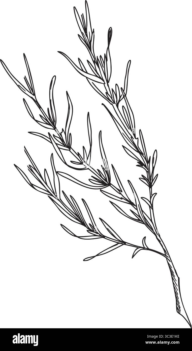 Lavendelblätter, Zeichnung von Asttinte. Handgezeichnete Grafik Vektor-Illustration. Schwarz-weiß-Strichgrafik für Karten, Logos und Lebensmittel, Kosmetikdesign. Stock Vektor