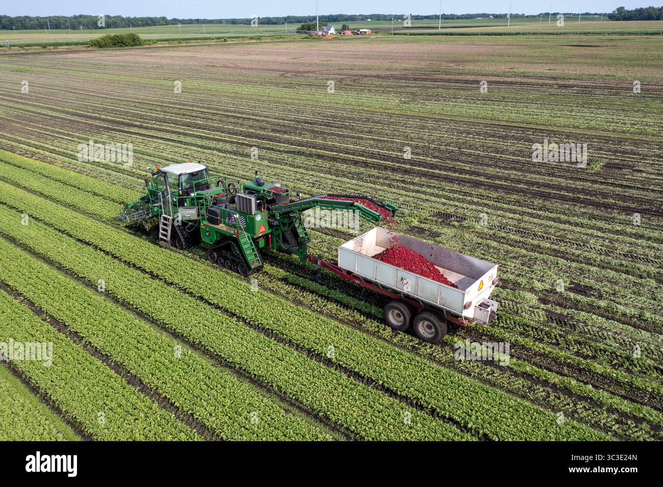 Orangeville, Michigan: Radieschen werden auf einer Farm im Westen Michigans geerntet. Stockfoto