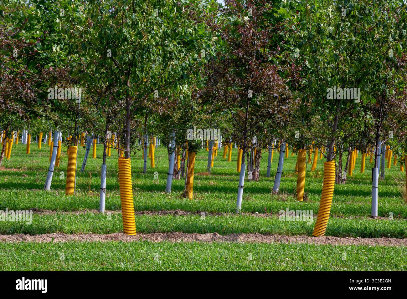 Shelbyville, Michigan – Bäume wachsen in Winding Creek Nursery im Westen von Michigan. Das Unternehmen baut in Michigan einheimische Schattenbäume und blühende Ornamenta an Stockfoto