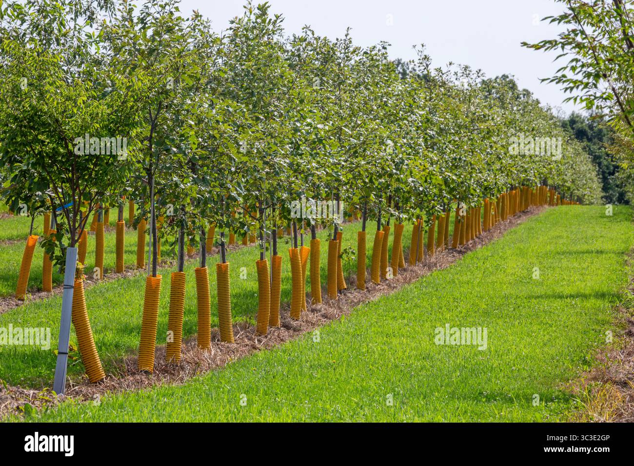 Shelbyville, Michigan – Bäume wachsen in Winding Creek Nursery im Westen von Michigan. Das Unternehmen baut in Michigan einheimische Schattenbäume und blühende Ornamenta an Stockfoto