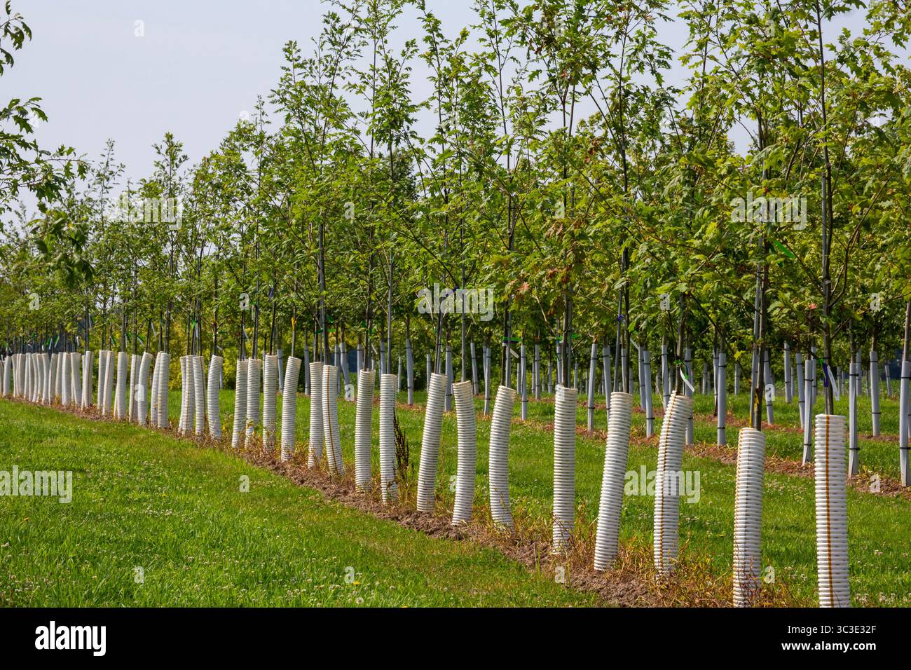 Shelbyville, Michigan – Bäume wachsen in Winding Creek Nursery im Westen von Michigan. Das Unternehmen baut in Michigan einheimische Schattenbäume und blühende Ornamenta an Stockfoto