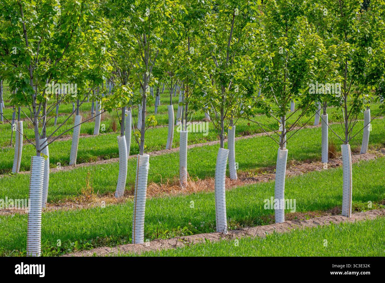Shelbyville, Michigan – Bäume wachsen in Winding Creek Nursery im Westen von Michigan. Das Unternehmen baut in Michigan einheimische Schattenbäume und blühende Ornamenta an Stockfoto