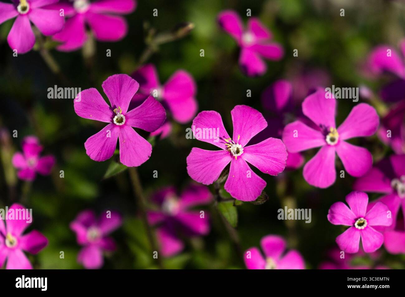 Kleine und zarte Silene Pendelblüten in leuchtendem Rosa, die sich vom grünen Hintergrund abheben. Stockfoto