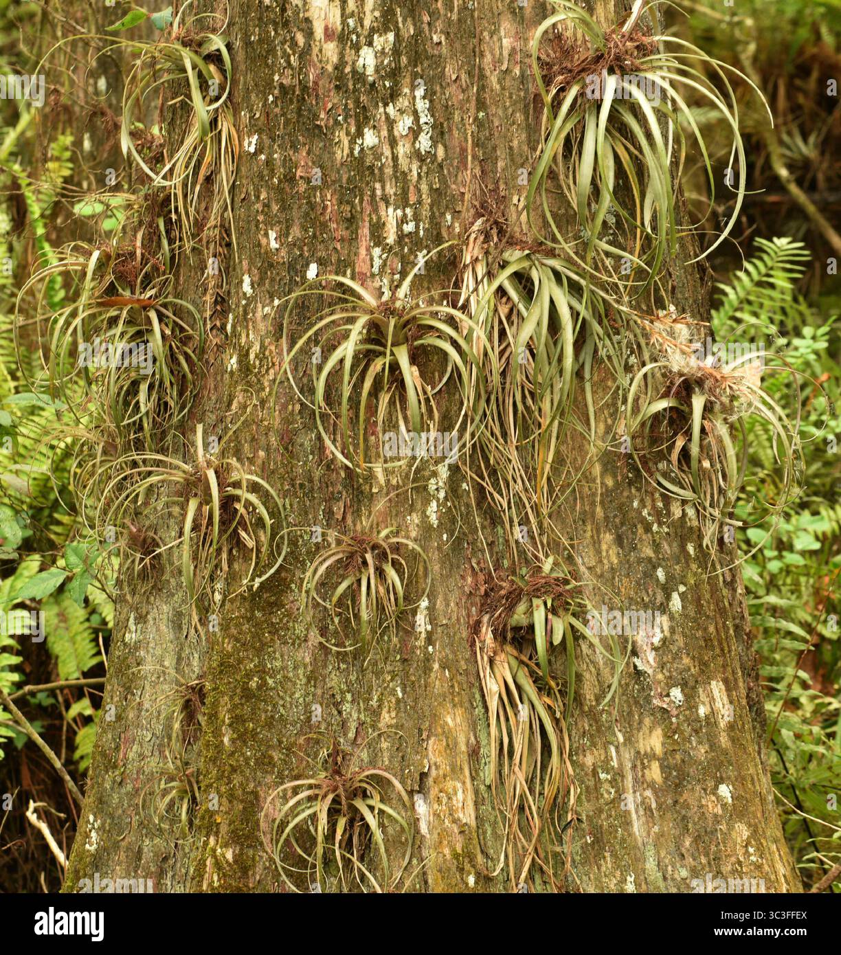 Kardinalflugpflanzen (Tillandsia fasciculata) am Zypressenbaum Stockfoto