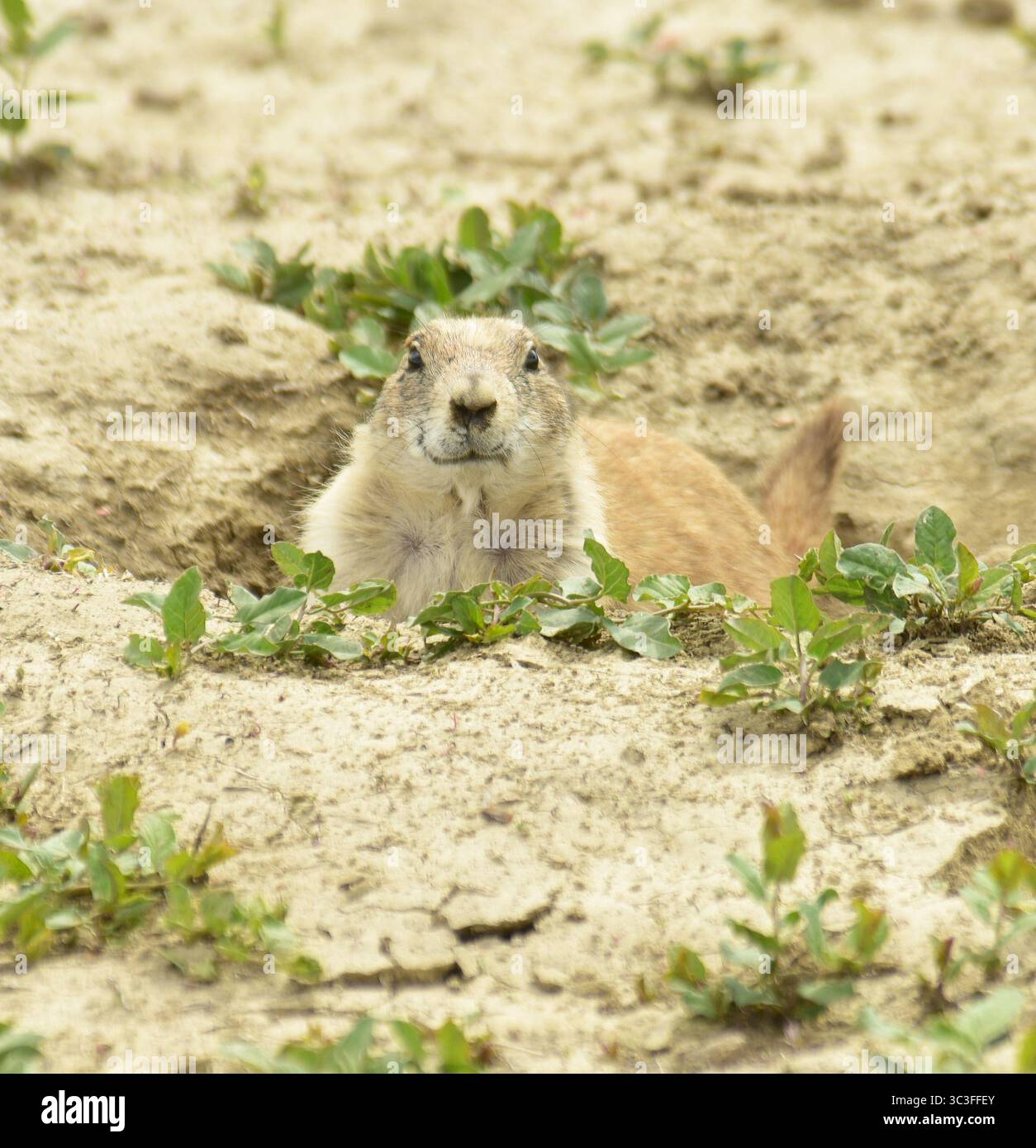 Kleine Nagetiere aus dem Westen und der Great Plains. Höhlen sind umfangreich, ebenso wie die Dichte des Tieres in „Städten“. Teddy Roosevelt National Park, North Dak Stockfoto