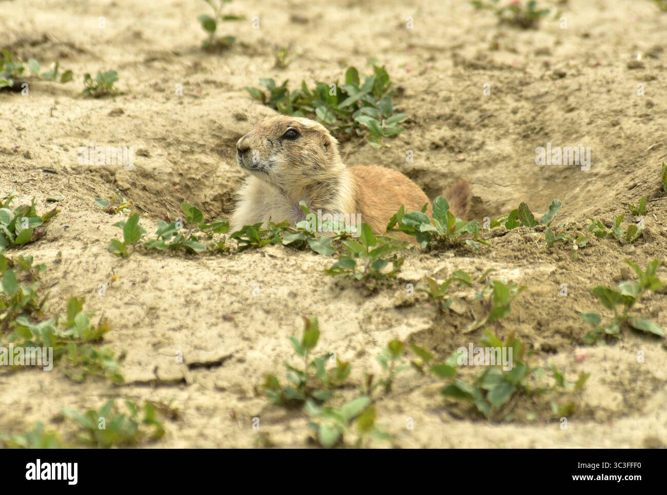 Kleine Nagetiere aus dem Westen und der Great Plains. Höhlen sind umfangreich, ebenso wie die Dichte des Tieres in „Städten“. Teddy Roosevelt National Park, North Dak Stockfoto
