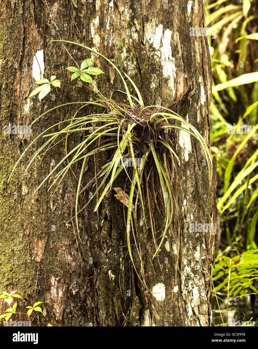Cardinal Air Plant (Tillandsia fasciculata) auf der Zypresse mit Virginia Creeper (Parthenocissus quinquefolia) Stockfoto