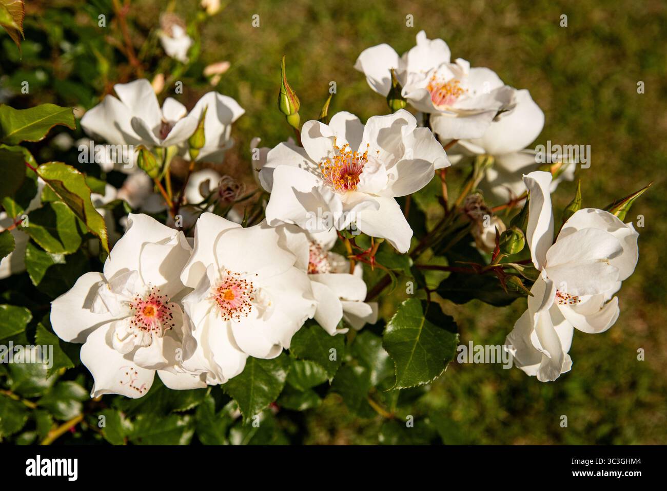 Zarte Blüten einer Teerose, die Schönheit weißer Gartenblumen Stockfoto