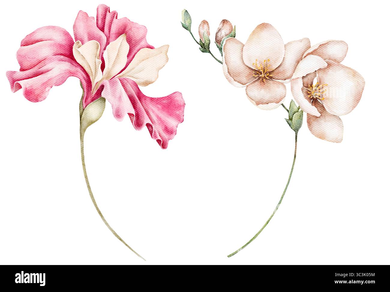 Aquarellillustration Clipart aus rosa und beigen Blumen mit zarten Blütenblättern. Handbemalt und perfekt für Hochzeitseinladungen, Verpackungen oder Künstler Stockfoto