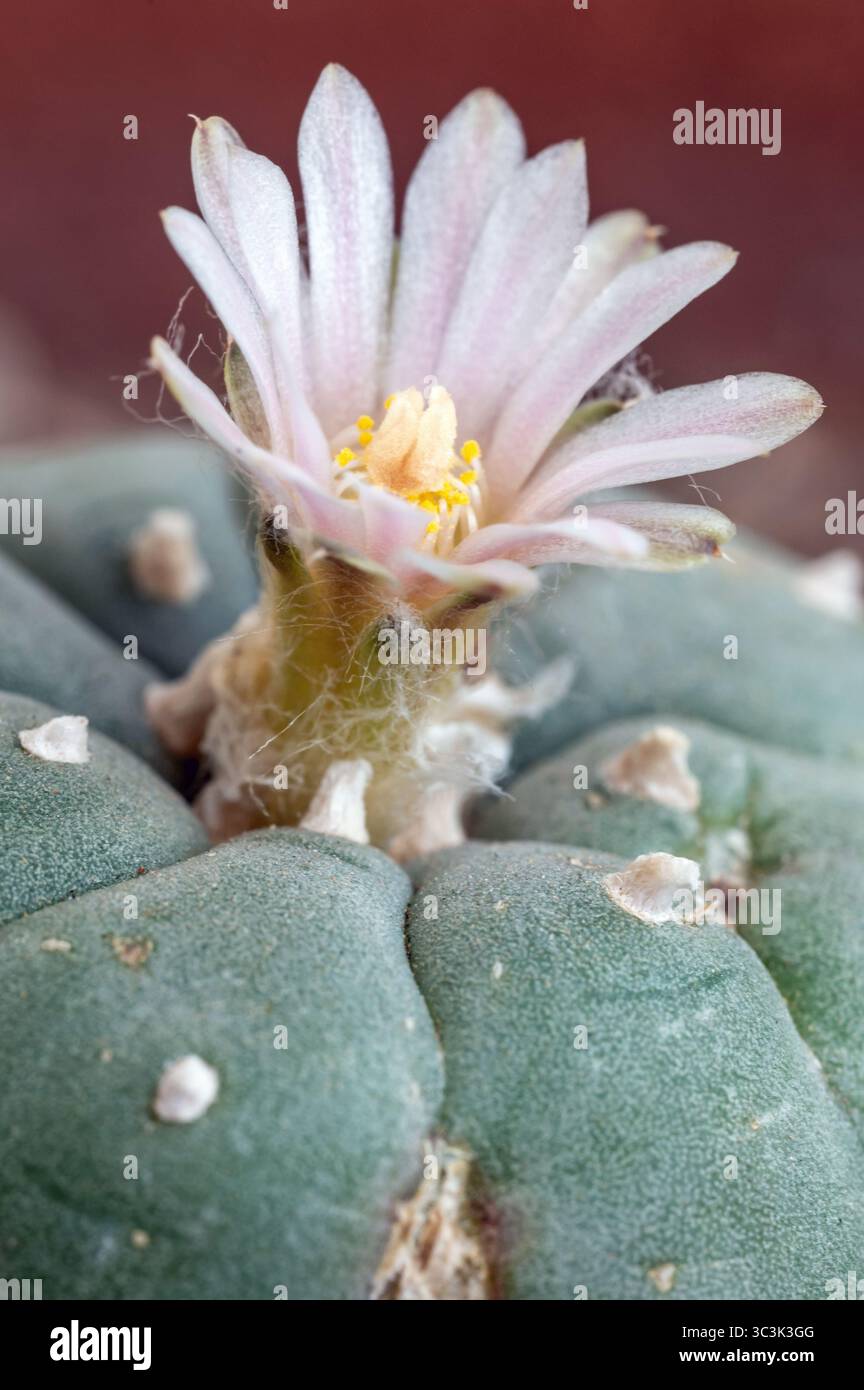 Meskalin kaktus -Fotos und -Bildmaterial in hoher Auflsung  Alamy