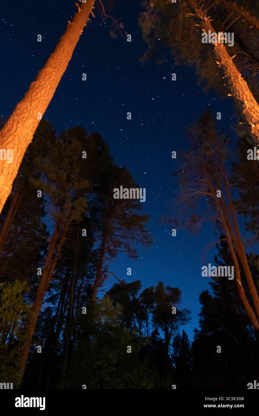 Der große Dipper glänzt über einem Wald Stockfoto