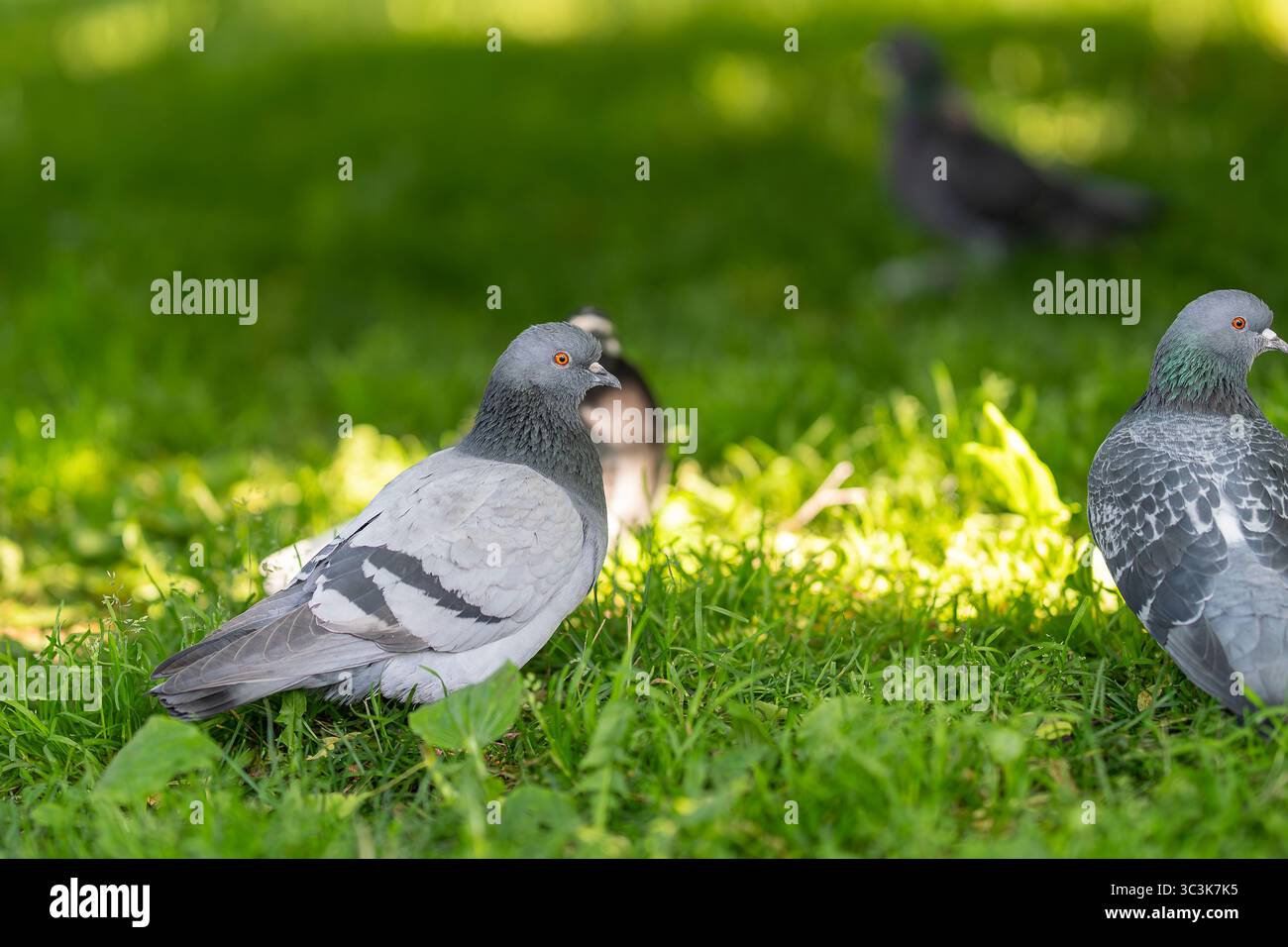 Wildtaube (Columba livia domestica), auch Stadttaube oder Straßentaube mit orangenem Auge im Stadtgrün genannt. Taube im Stadtpark Stockfoto