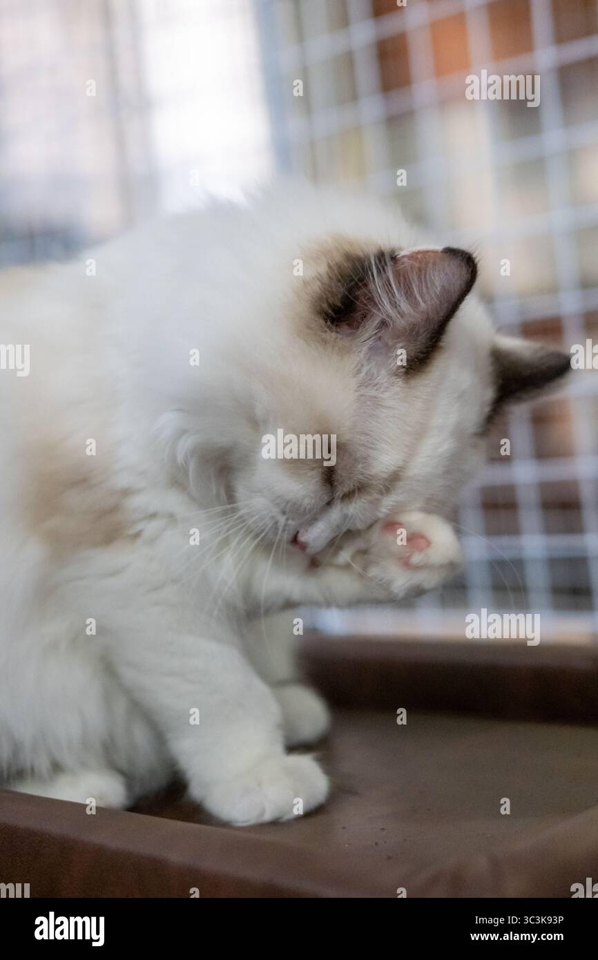 Kleine Ragdoll-Katze, die sich selbst reinigt, 3 Monate alt Stockfoto