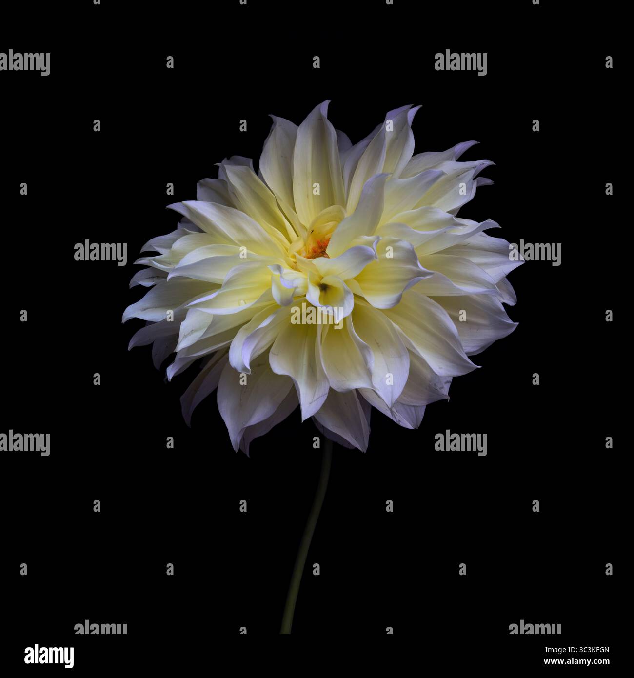 Dahlienblume. Nahaufnahme einer Dreiviertelansicht einer großen, voll blühenden, gelb-weißen Wasserlilie-Dahlienblume. Weiches Licht, schwarzer Hintergrund Stockfoto