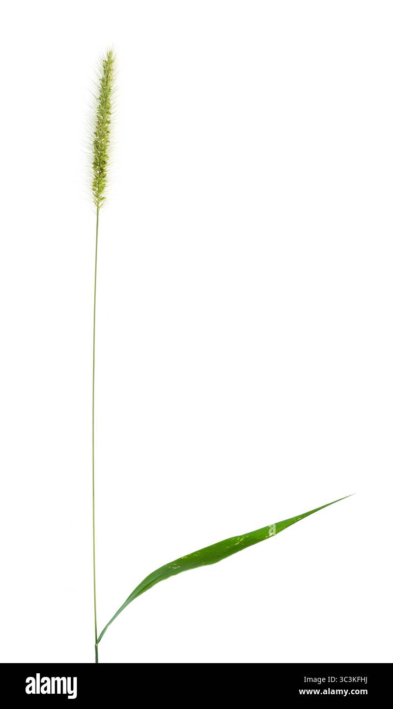 Stamm, Blätter und Blütenstände eines gelben Fuchsschwanzgrases (Setaria pumila), einer krautigen Wildpflanze, auch bekannt als Taubengras und Katzenschwanzgras Stockfoto