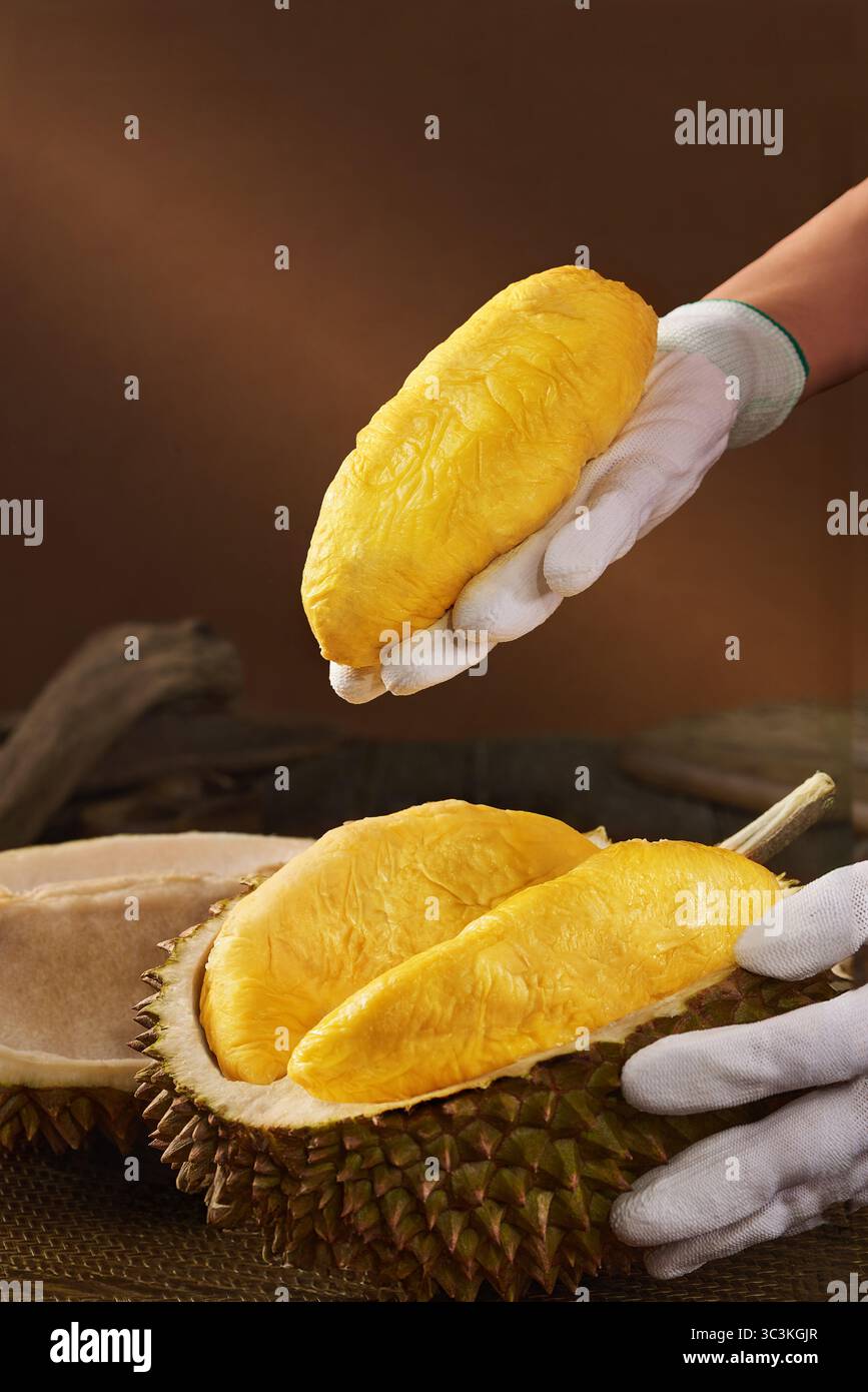 Bild von Durian, köstlichem und frischem vietnamesischem Durian, luxuriösem Durian-Obst, das gehalten und zubereitet wird Stockfoto