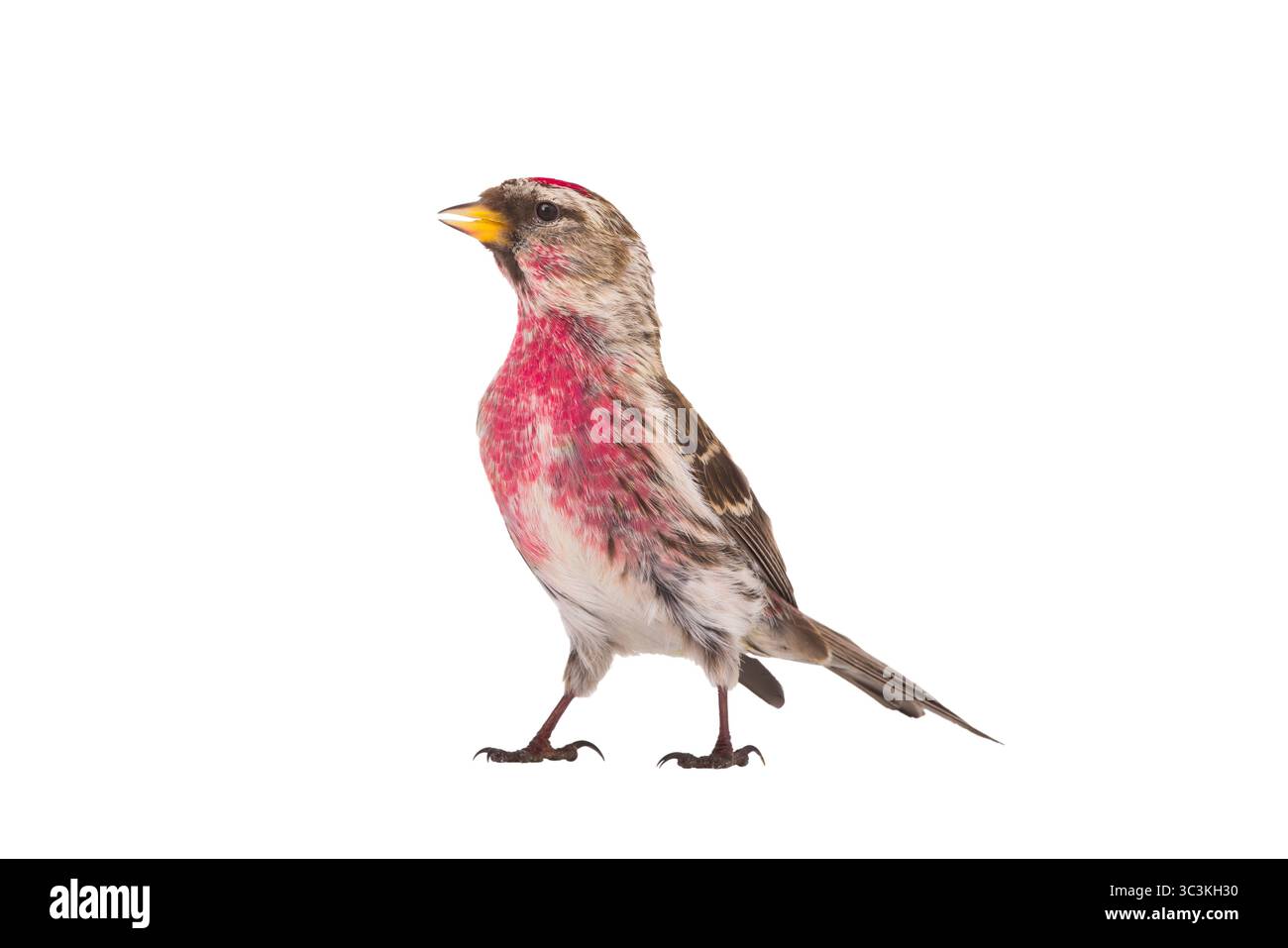 Häufige Redpoll isoliert auf weißem Hintergrund Stockfoto