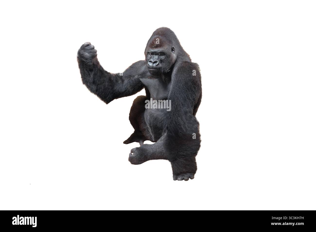 Gorilla zeigt die Faust isoliert auf weißem Hintergrund Stockfoto