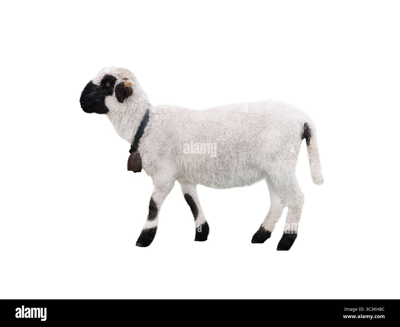 Walisisches Schwarzgesichtsschaf isoliert auf weißem Hintergrund Stockfoto