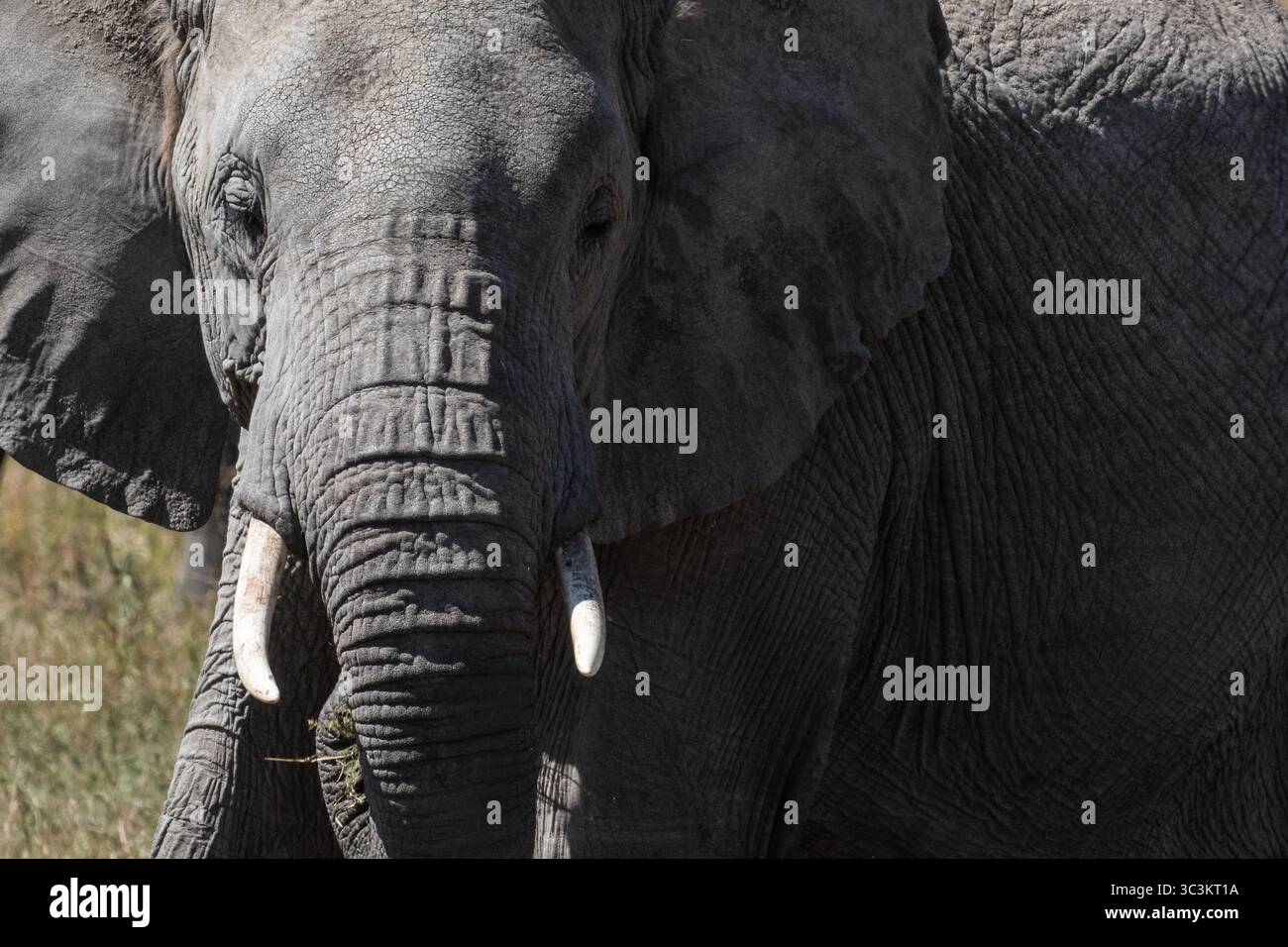 Nahaufnahme Porträtfoto eines wilden afrikanischen Elefanten. Stockfoto