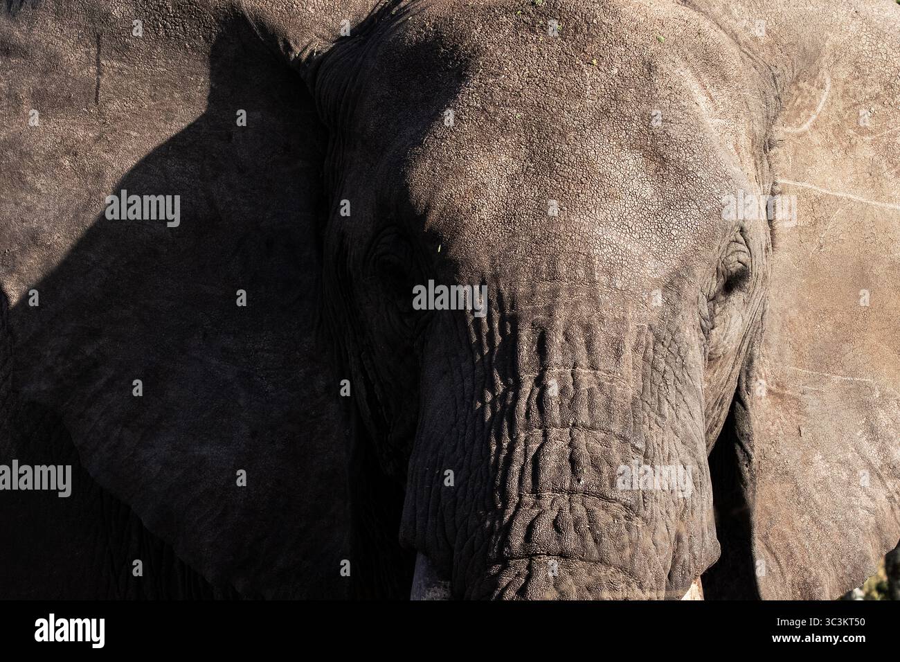 Nahaufnahme Porträtfoto eines wilden afrikanischen Elefanten. Stockfoto