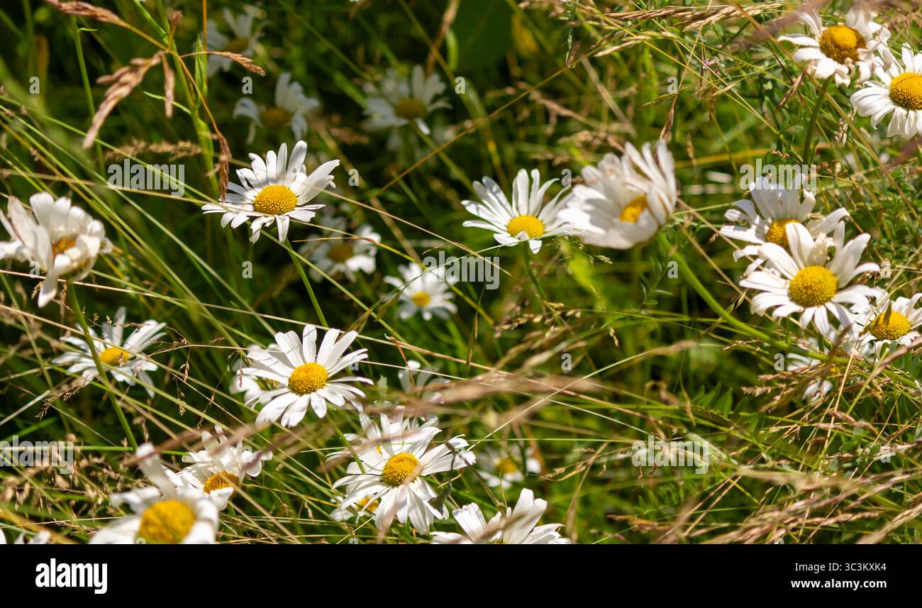 Wunderschöne Wildblumen - Gänseblümchen und Weizengras in einem Dunst vor dem Hintergrund der Frühlingsnatur aus nächster Nähe. Ein entzückendes Kunstbild des B Stockfoto