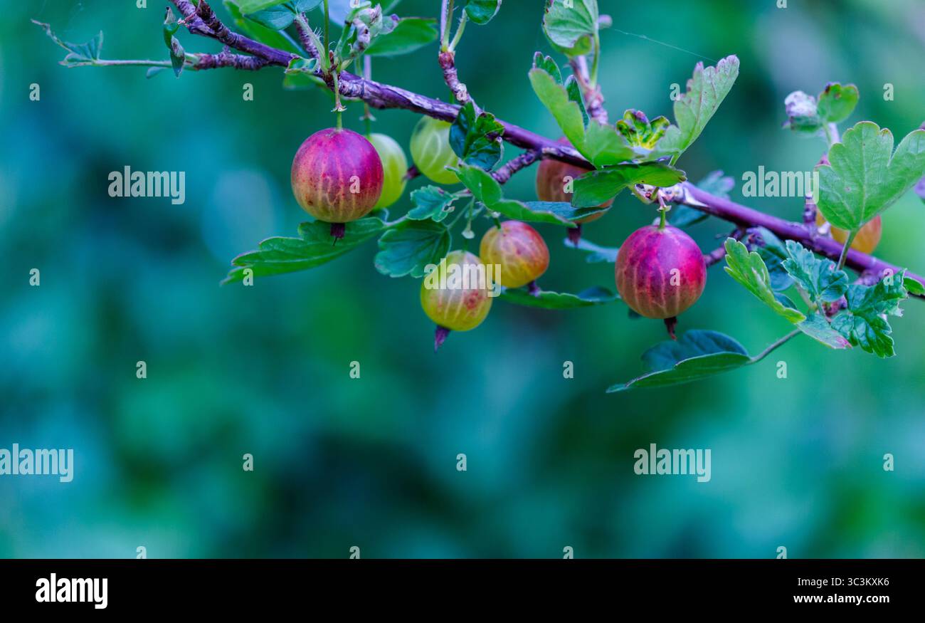 Rote Stachelbeeren wachsen auf Zweigen im Garten, sonniger Sommerhintergrund, Banner Stockfoto