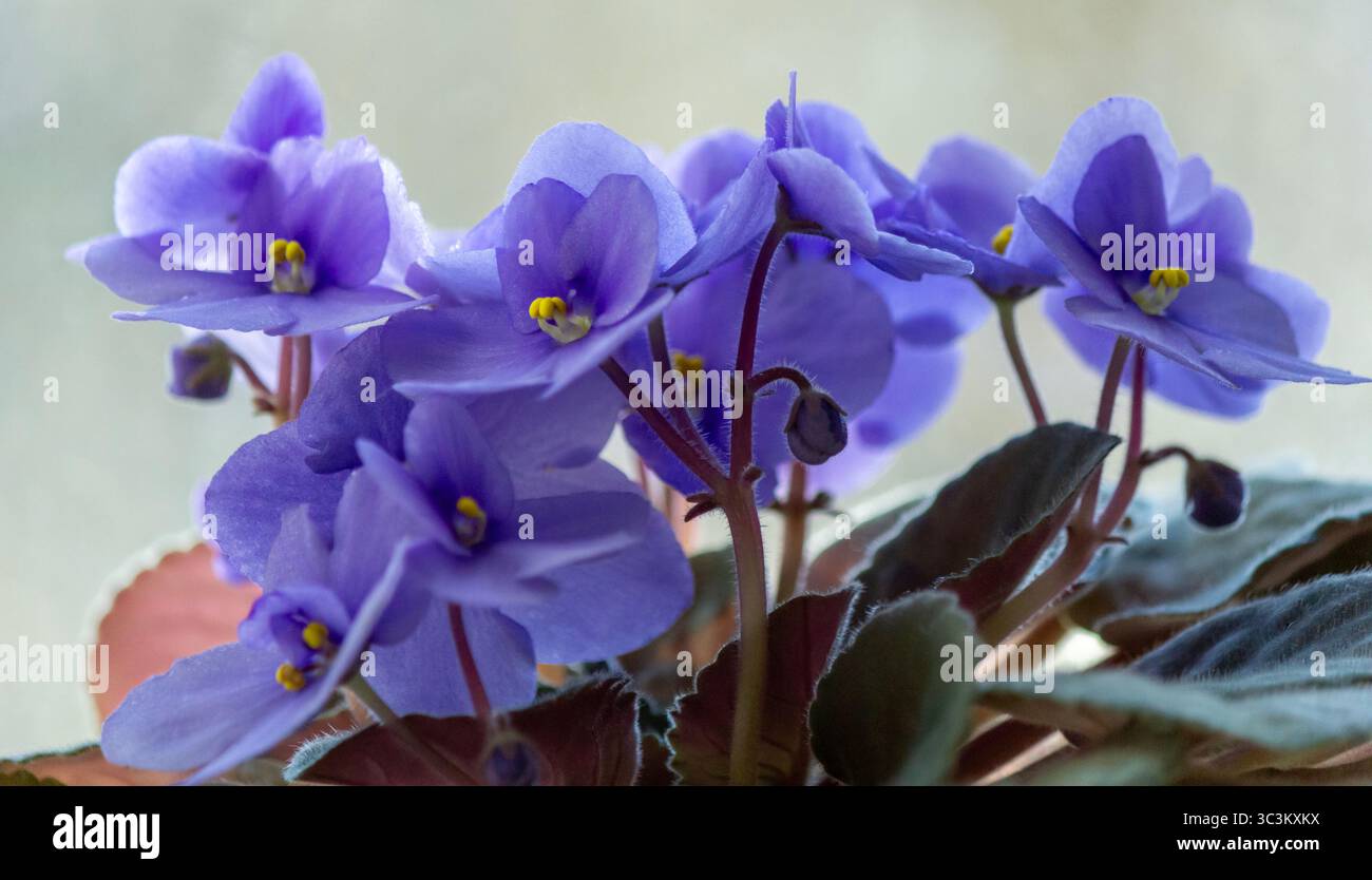 Auf der Fensterbank blühen Veilchen Stockfoto
