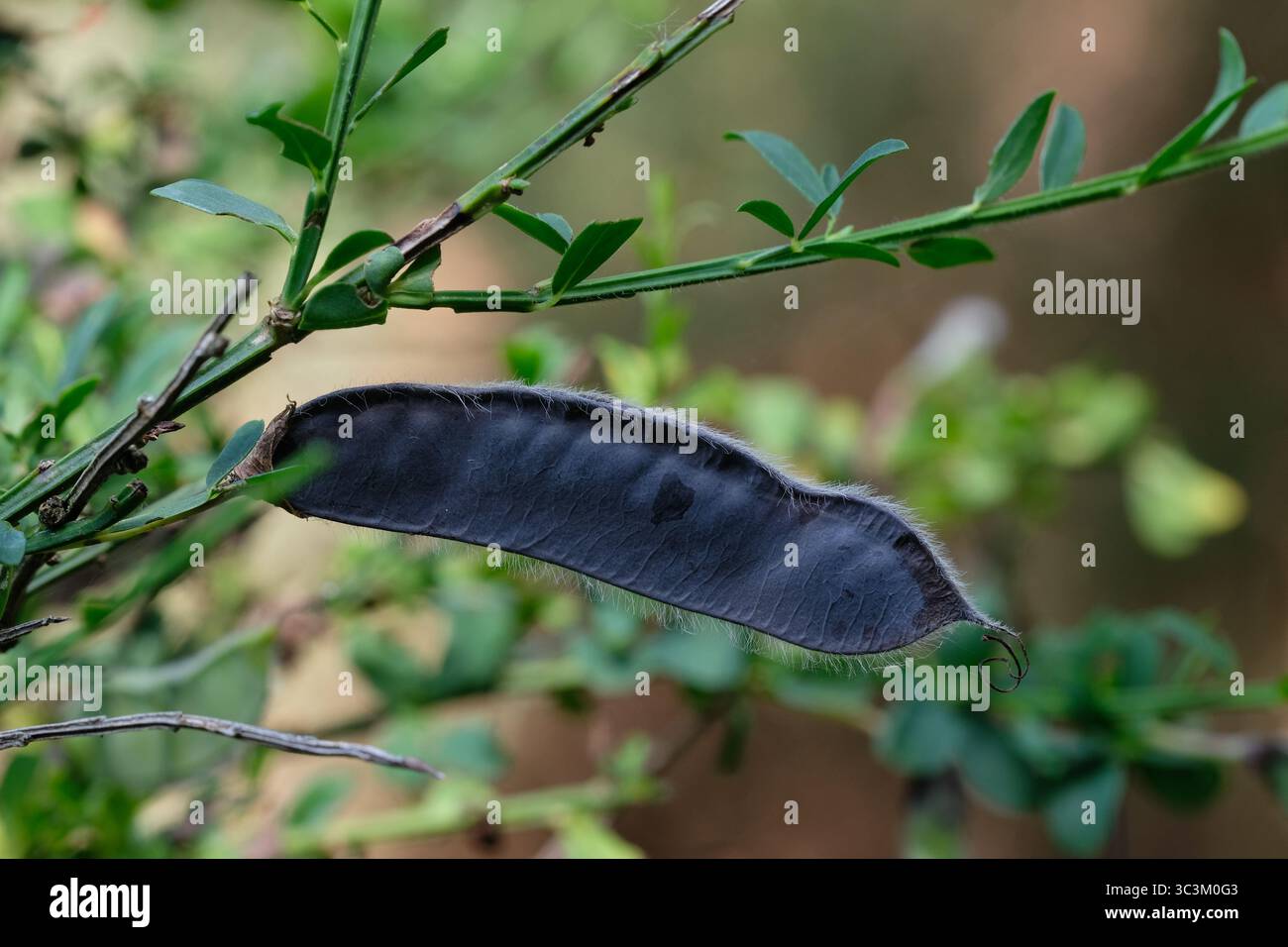Gemeinsamen Besen Stockfoto