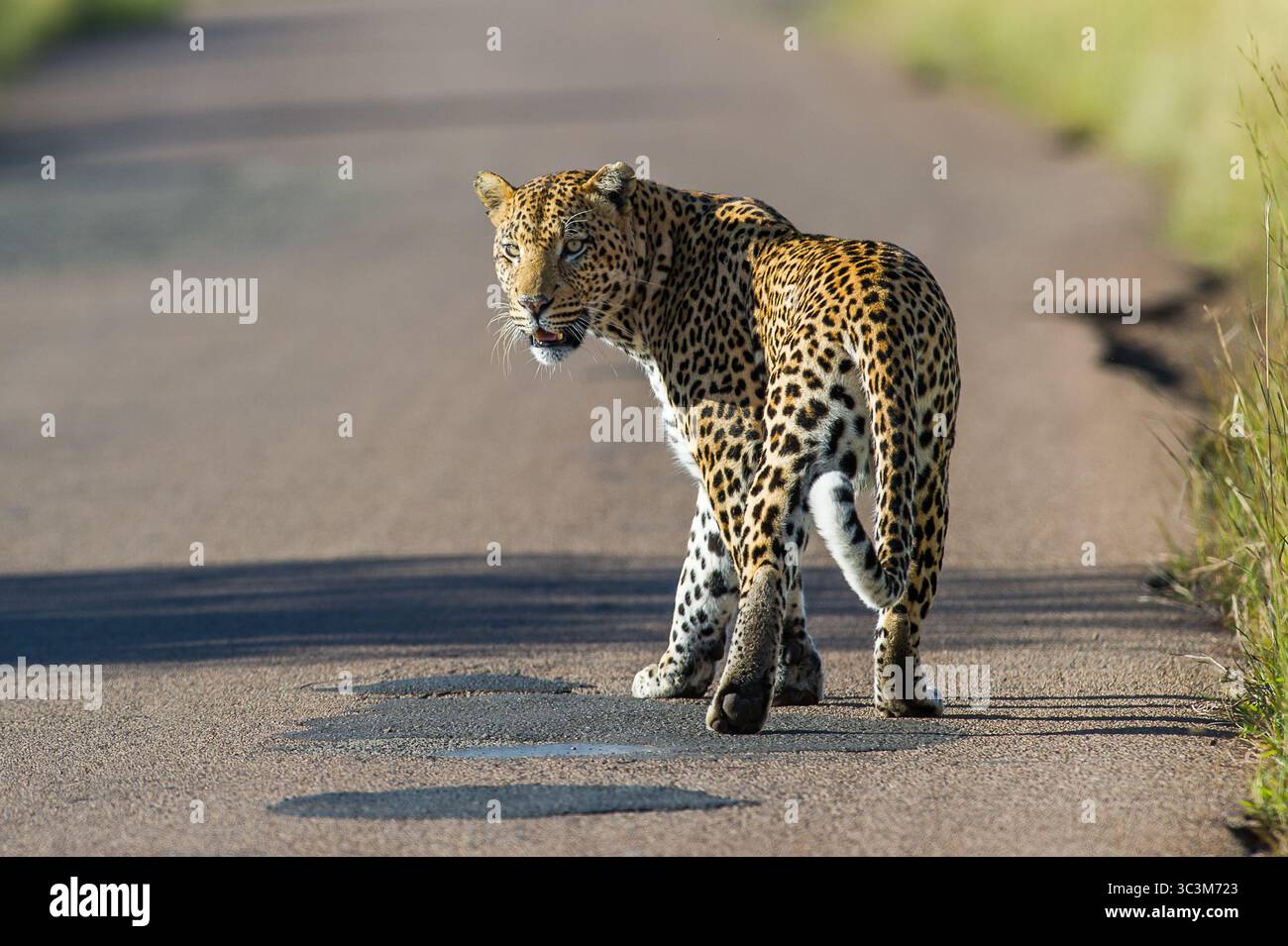 Ein männlicher Leopard (Panthera pardus), der eine geteerte Straße in einem Nationalpark entlang geht Stockfoto
