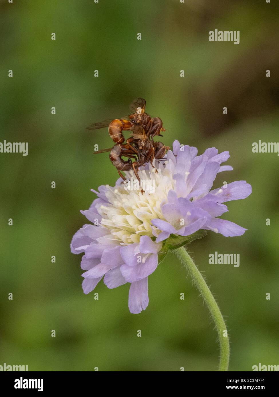 Ferruginous Bee Grabber Fliegen Stockfoto