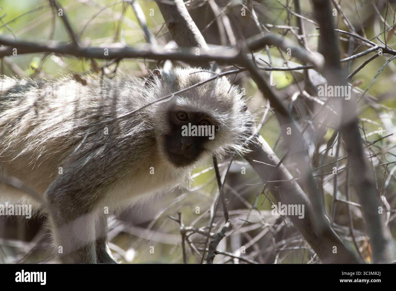 Vervet Monkey Beobachtet Von Bäumen Stockfoto