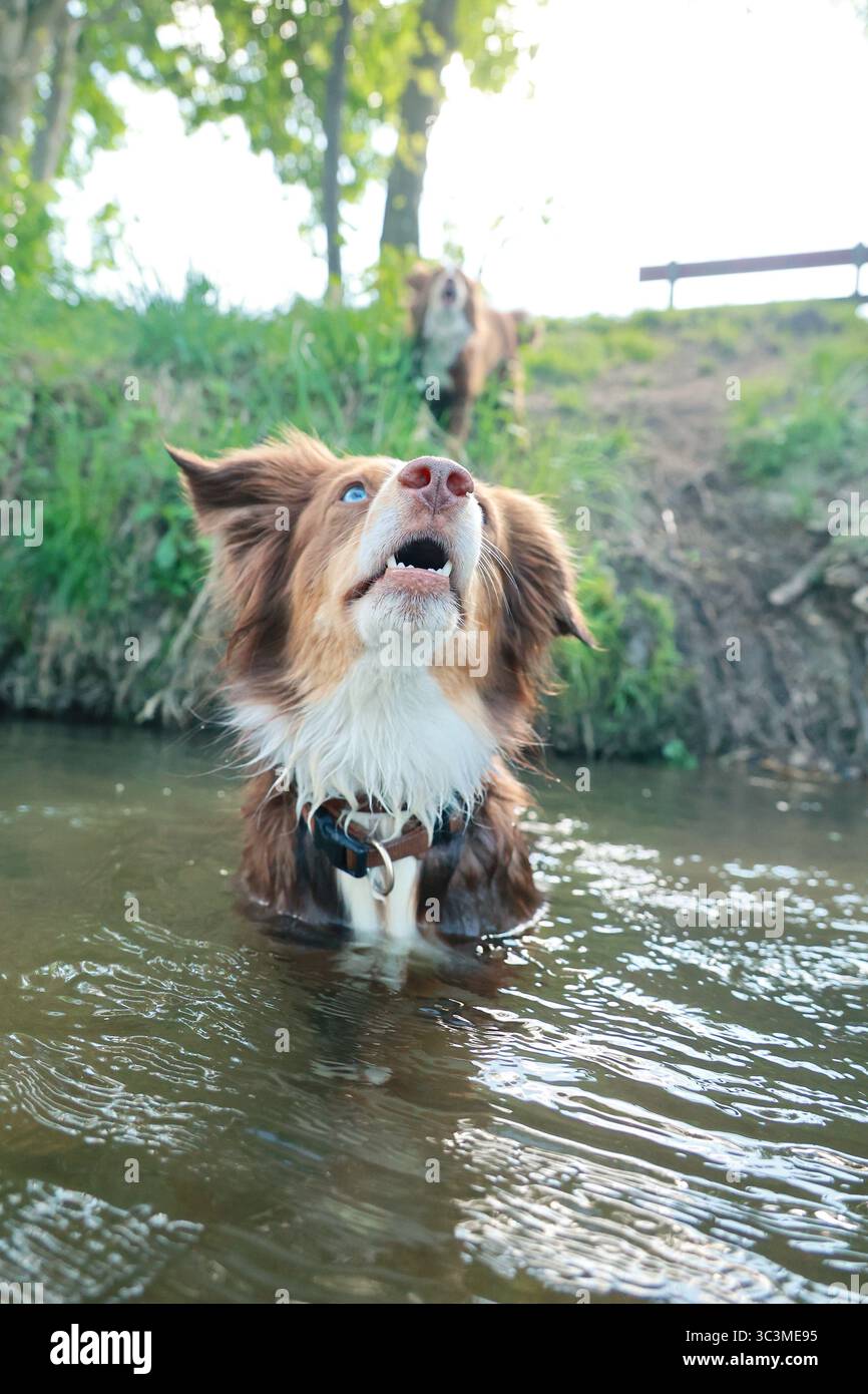 Der Hund ist im Wasser und schaut nach oben Stockfoto