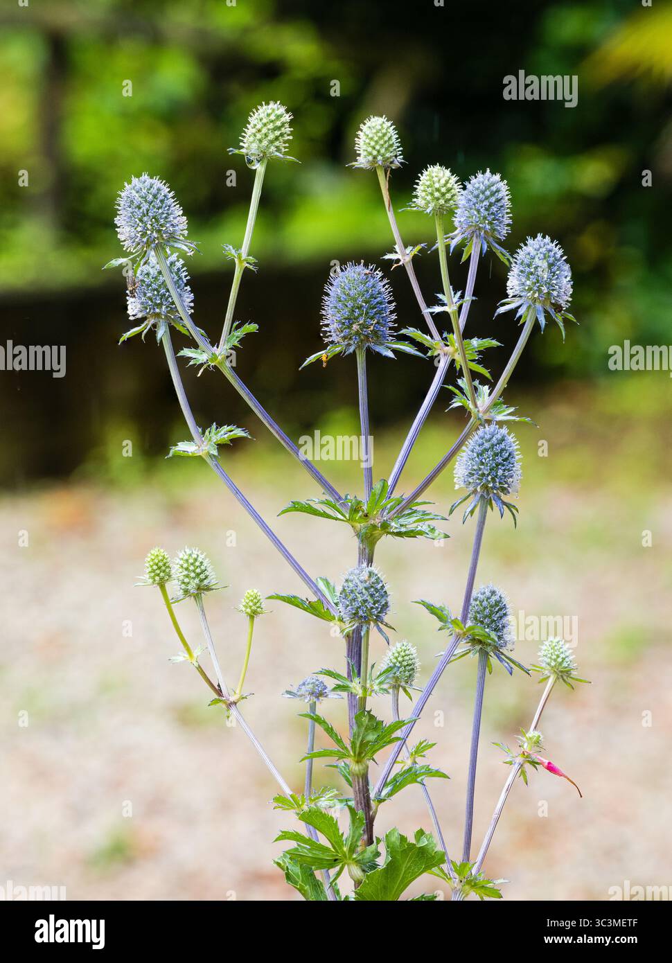 Stachelige blaue Blumenköpfe der harten, sommerblühenden Staude, Eryngium planum Stockfoto