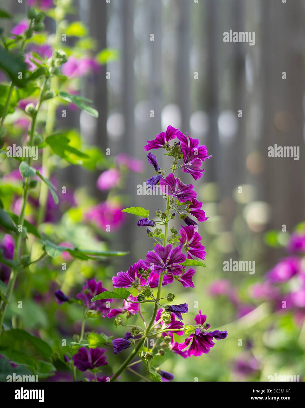 Gemeine Malve (Malva sylvestri), violett geäderte Blüte. Hohe Malvenblüten im Garten - Malva sylvestris. Stockfoto