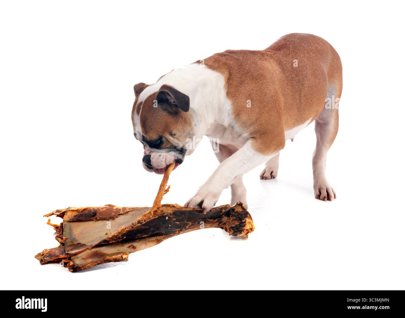 Kontinentale Bulldogge vor weißem Hintergrund Stockfoto