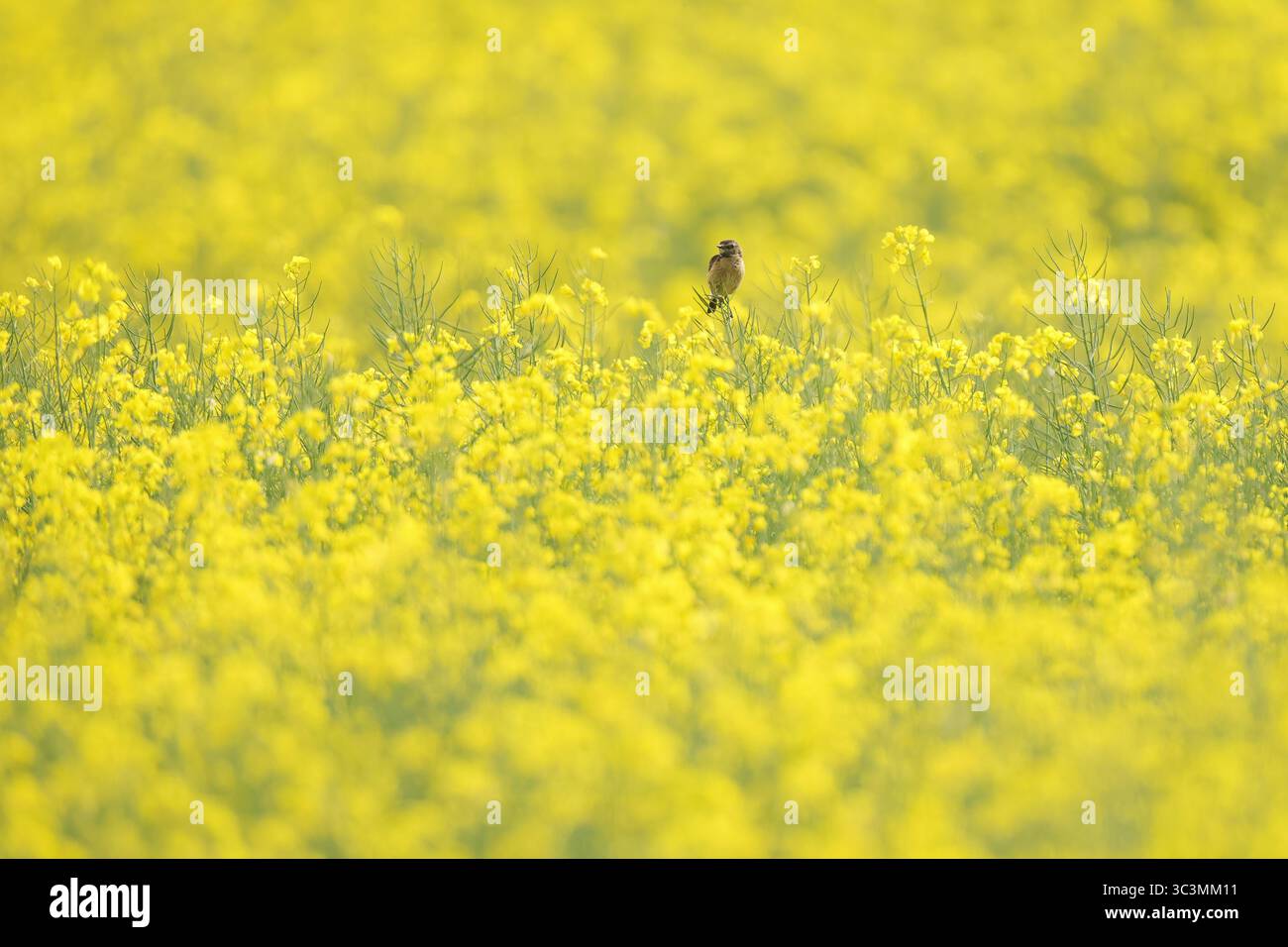 Ein gemeiner Steinechat, der inmitten eines Meeres aus leuchtenden gelben Blumen thront und die Essenz der Schönheit und Ruhe der Natur in einer malerischen Landschaft einfängt Stockfoto