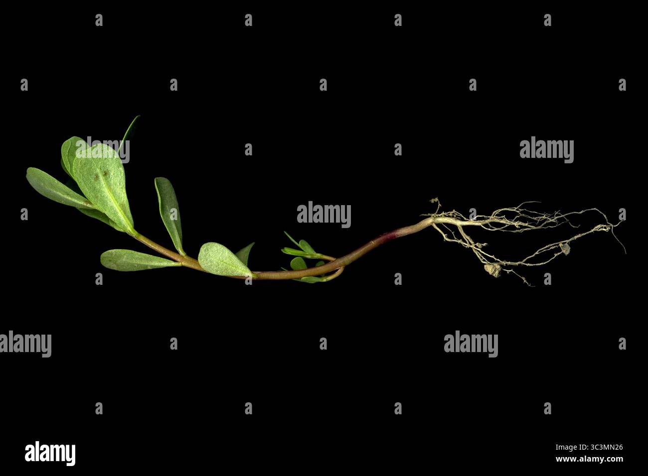 Stamm, Wurzeln und Blätter einer gewöhnlichen Purslane-Pflanze (Portulaca oleracea). Seine saftigen essbaren Blätter sind reich an alpha-linolenischen Omega-3-Fettsäuren Stockfoto