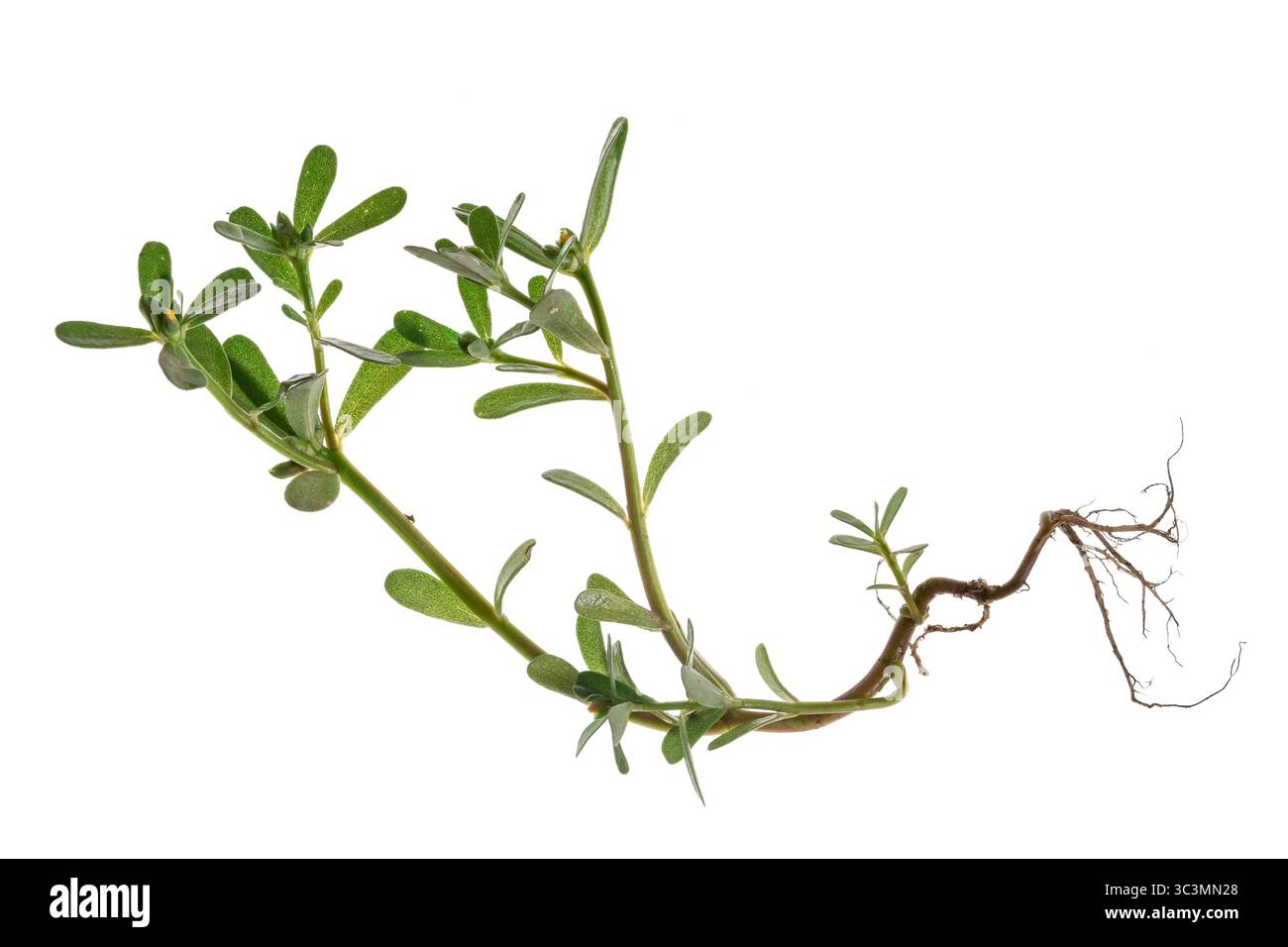 Stamm, Wurzeln und Blätter einer gewöhnlichen Purslane-Pflanze (Portulaca oleracea). Seine saftigen essbaren Blätter sind reich an alpha-linolenischen Omega-3-Fettsäuren Stockfoto