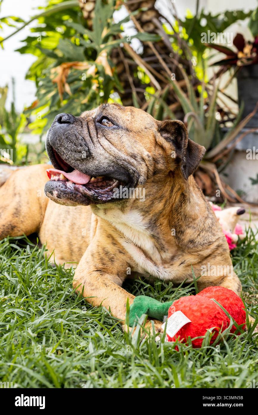 Ein entzückender Adoptivhund spielt fröhlich auf dem Gras mit einem bunten Spielzeug. Die entspannte Umgebung und der spielerische Ausdruck des Hundes sorgen für Herzenslust Stockfoto