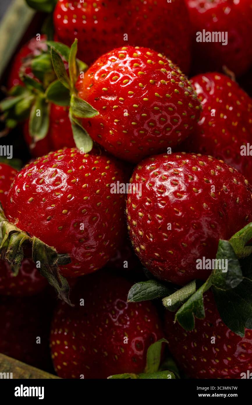 Eine Nahaufnahme frisch geernteter Erdbeeren mit leuchtenden Rottönen und grünen Blättern. Die Erdbeeren sind prall und saftig, was die Essenz von einfängt Stockfoto