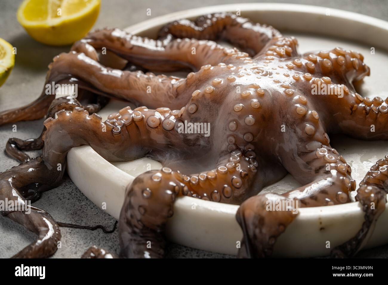 Nahaufnahme eines frischen Tintenfisches auf einer weißen Platte mit Zitronenkeilen an der Seite. Die Kraken-Tentakel sind detailliert und glitzernd, Highlight Stockfoto