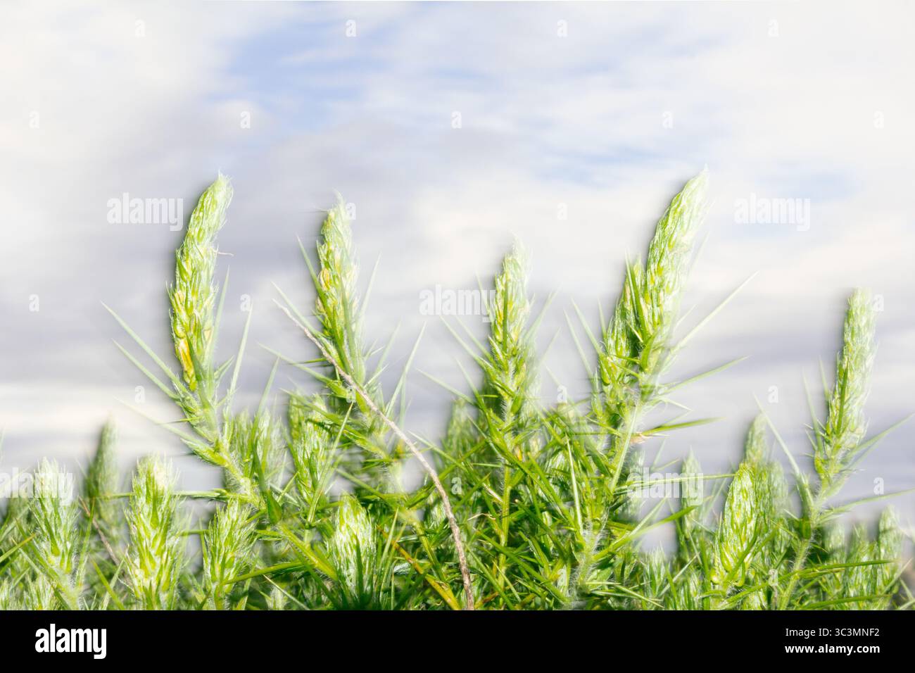Nahaufnahme von saftig grünen Grasspitzen, die sich in Richtung des bewölkten Himmels erstrecken und die lebendige Textur und natürliche Schönheit einer ruhigen Landschaft im Freien zeigen i Stockfoto