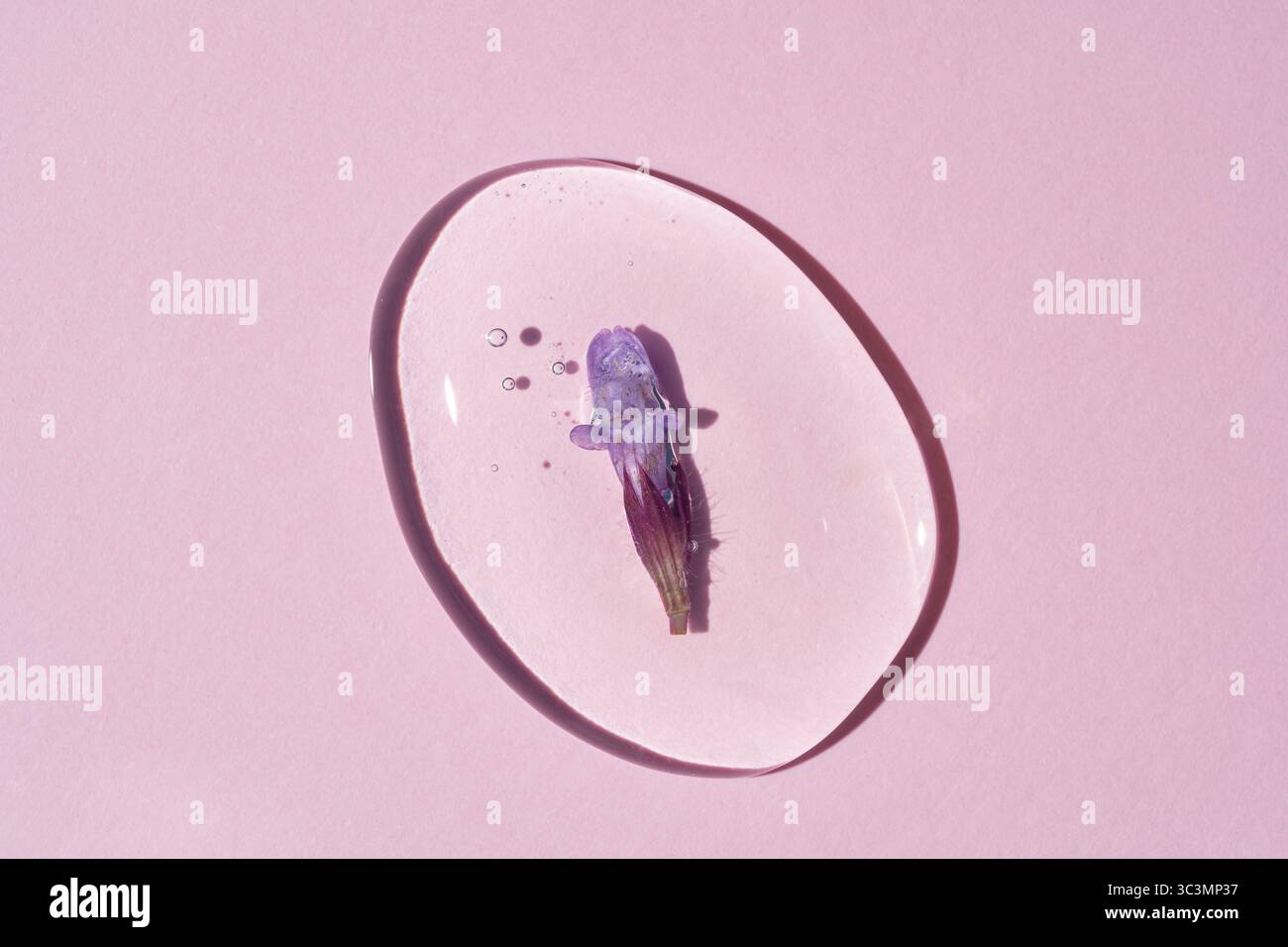 Draufsicht eines transparenten Geltropfens, der eine violette Blume auf einem sanften rosa Hintergrund umgibt. Zarte Bläschen unterstreichen die ruhige Ästhetik, perfekt für Stockfoto