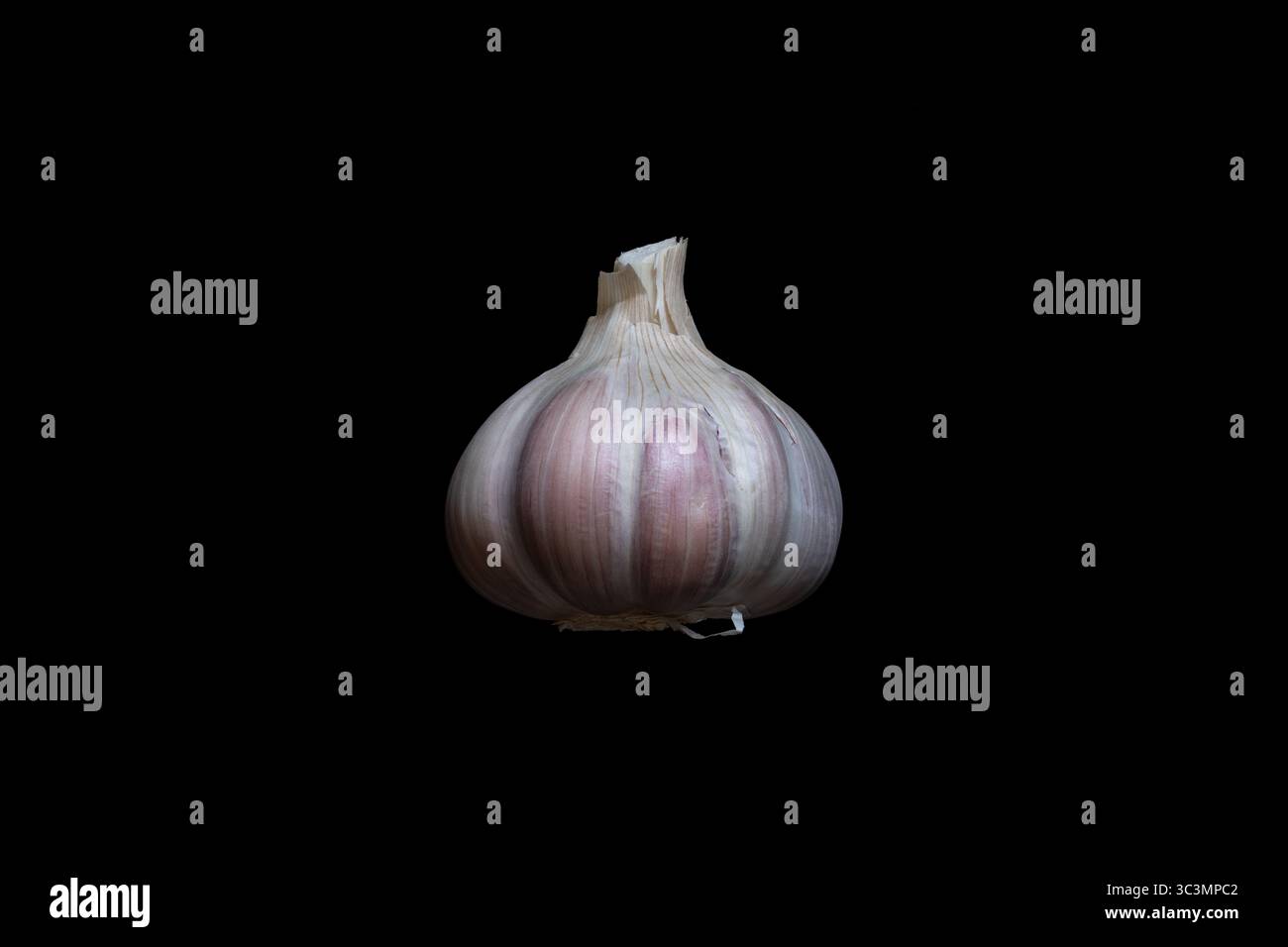 Knoblauchkopf. Seitenansicht der Knolle eines organischen roten Knoblauchs (Allium sativum) ohne Pestizide und chemische Düngemittel. Schwarze Rückseite Stockfoto