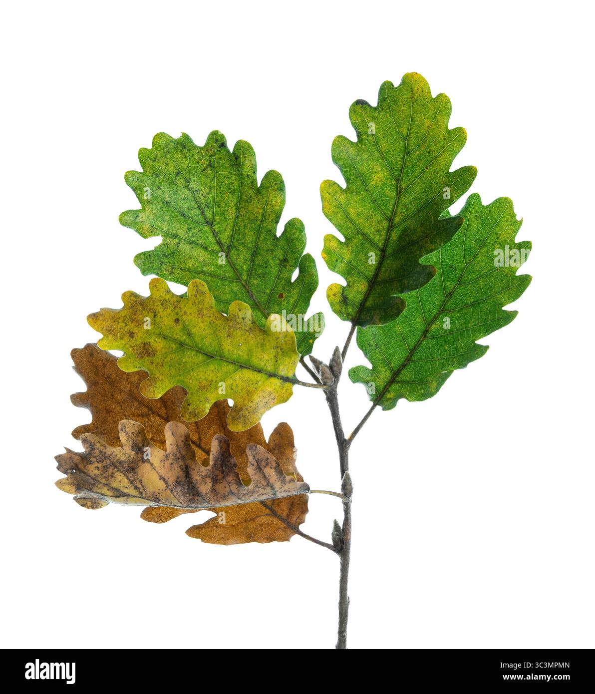 Eichenblätter. Stiel einer sessilen Eiche (Quercus petraea) mit Blättern, die im Herbst grün bis braun sind, Herbstblattfarbe. Weißer Hintergrund. Stockfoto