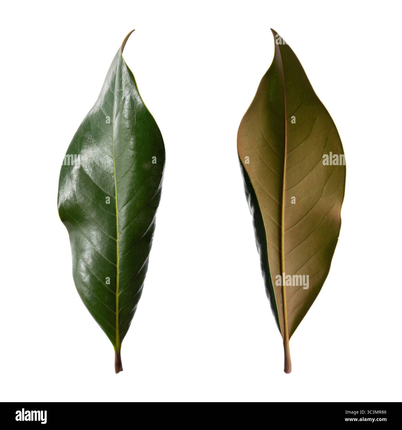 Magnolienblatt. Ober- und Unterseiten eines Blattes der südlichen Magnolie (Magnolia grandiflora). Hochauflösender, isolierter weißer Hintergrund Stockfoto